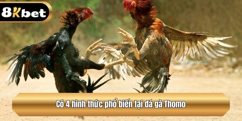 Có 4 hình thức phổ biến tại đá gà Thomo